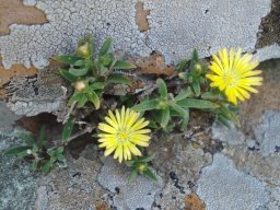 Delosperma leendertziae living with lichen